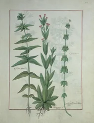 Elusae Gennus, Caraway Thyme, and Crosswort, illustration from The Book of Simple Medicines by Mattheaus Platearius